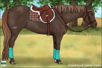Horse Color:Liver Chestnut Rabicano