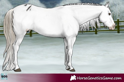 Horse Color:Liver Chestnut Snowflake Varnish Rabicano