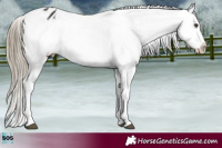 Horse Color:Liver Chestnut Snowflake Varnish Rabicano 