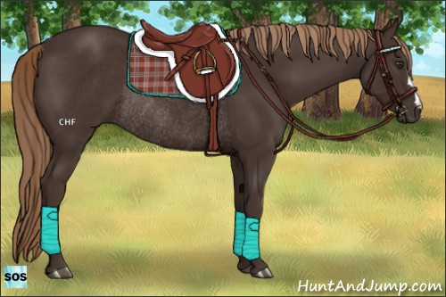 Horse Color:Liver Chestnut Rabicano 