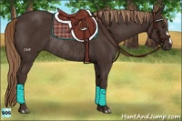 Horse Color:Liver Chestnut Rabicano