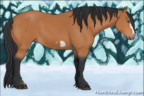 Horse Color:Bay Frame