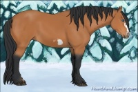 Horse Color:Bay Frame 