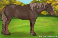 Horse Color:Liver Chestnut Rabicano 