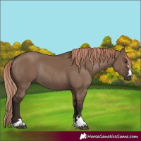 Horse Color:Liver Red Dun Rabicano 