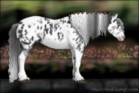 Horse Color:White Spotted Black Splash Tobiano Frame Near Leopard 