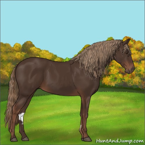 Horse Color:Liver Chestnut Rabicano 