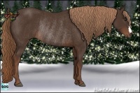 Horse Color:Liver Chestnut Rabicano 