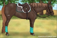 Horse Color:Liver Chestnut Rabicano