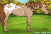 Horse Color:Red Dun Appaloosa 