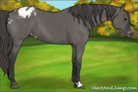 Horse Color:Grullo Appaloosa 