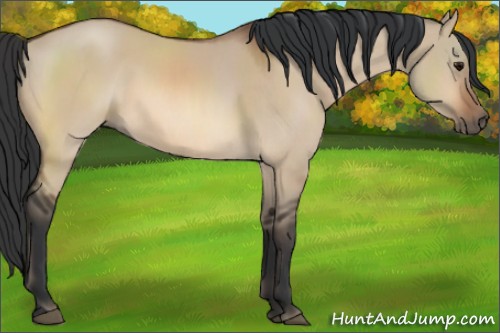 Horse Color:Bay Dun 