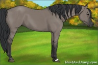 Horse Color:Grullo 