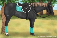 Horse Color:Liver Chestnut Rabicano