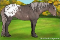 Horse Color:Platinum Liver Chestnut Blanket Rabicano 