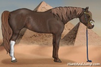 Horse Color:Liver Chestnut Rabicano 