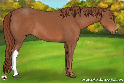 Horse Color:Chestnut 