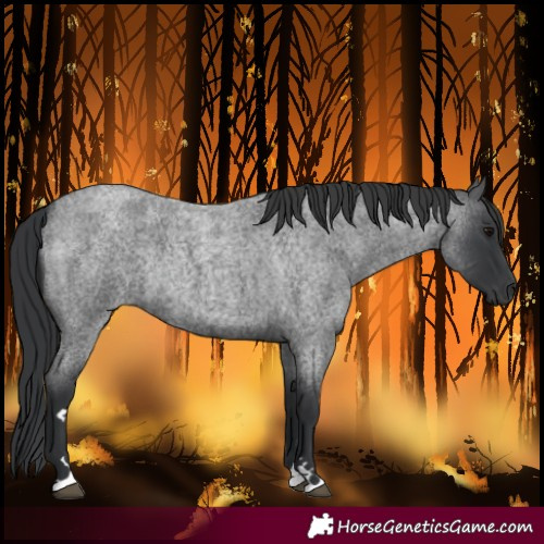 Horse Color:Blue Roan Rabicano 