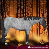 Horse Color:Blue Roan Rabicano 