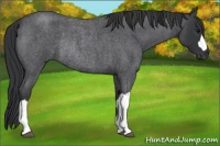 Horse Color:Blue Roan Rabicano 