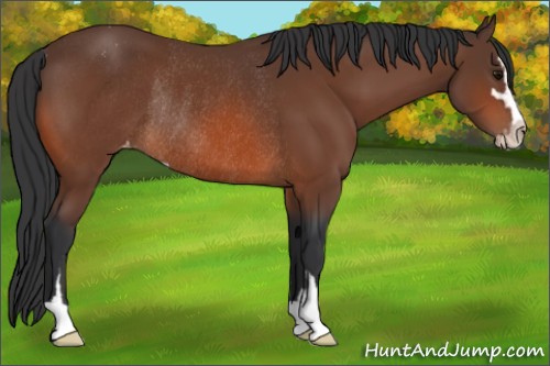 Horse Color:Unknown 
