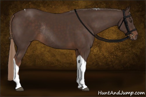 Horse Color:Liver Chestnut Tobiano Rabicano 