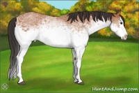 Horse Color:White Spotted Bay Splash 
