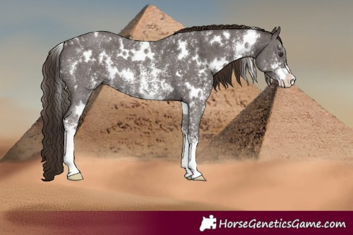 Horse Color:White Spotted Liver Chestnut Sabino Rabicano 