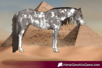 Horse Color:White Spotted Liver Chestnut Sabino Rabicano