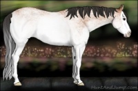Horse Color:White Spotted Bay Roan Splash 