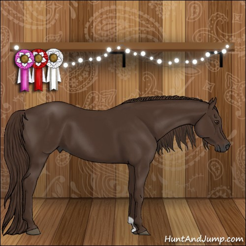 Horse Color:Gray Chestnut 
