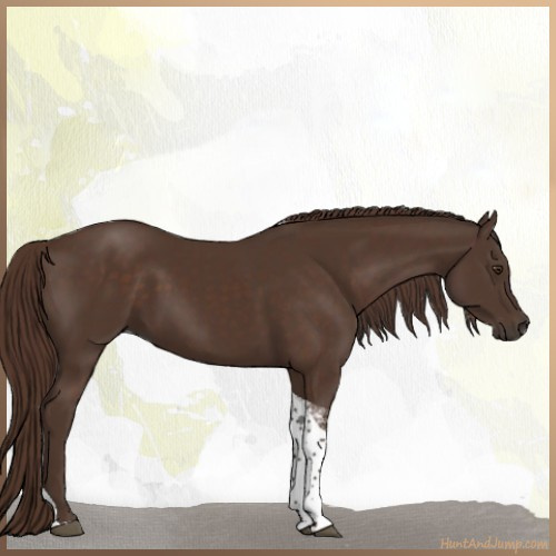 Horse Color:Liver Chestnut Tobiano 