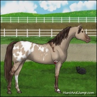 Horse Color:Liver Red Dun Appaloosa 