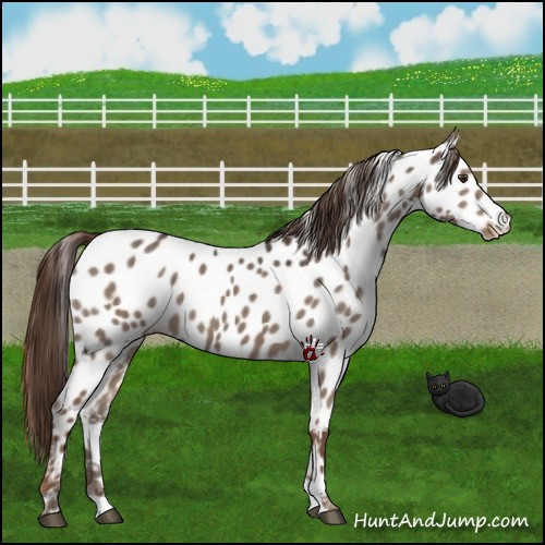 Horse Color:Liver Red Dun Near Leopard