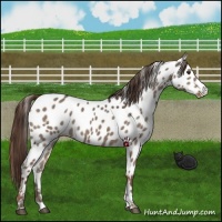 Horse Color:Liver Red Dun Near Leopard 