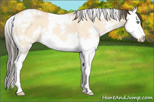 Horse Color:White Spotted Amber Champagne Dun Splash 