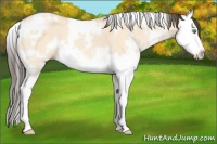 Horse Color:White Spotted Amber Champagne Dun Splash