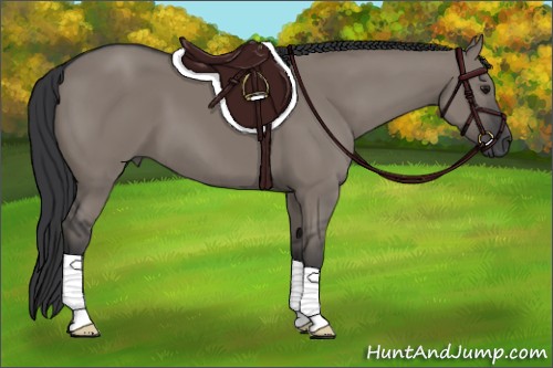 Horse Color:Grullo 