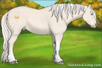 Horse Color:Cremello Tobiano 
