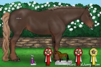 Horse Color:Liver Chestnut Rabicano