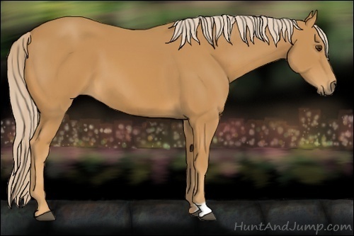 Horse Color:Palomino 