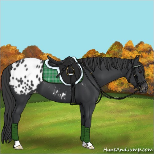 Horse Color:Black Appaloosa 