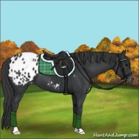 Horse Color:Black Appaloosa