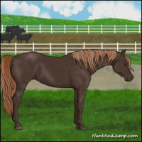 Horse Color:Liver Chestnut Rabicano 