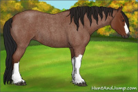 Horse Color:Gray Bay Roan 