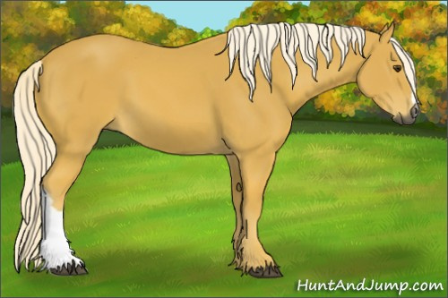 Horse Color:Gray Palomino 