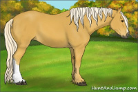 Horse Color:Gray Palomino 