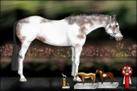 Horse Color:White Spotted Bay Roan Frame