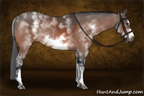 Horse Color:White Spotted Brown Roan Frame 