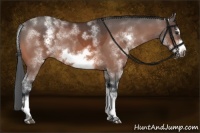Horse Color:White Spotted Brown Roan Frame 